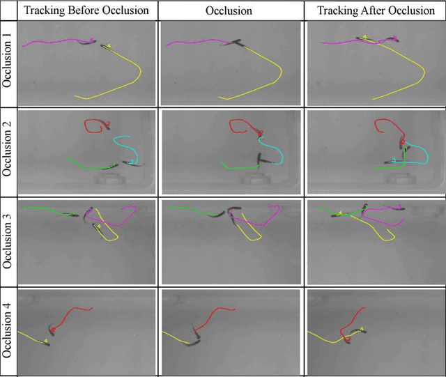 Figure 4 for ToxTrac: a fast and robust software for tracking organisms