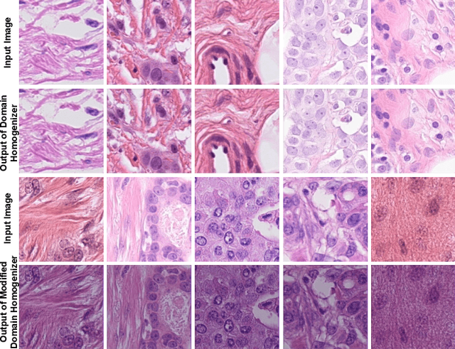 Figure 3 for Improving Mitosis Detection Via UNet-based Adversarial Domain Homogenizer