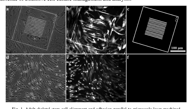 Figure 1 for Modeling adult skeletal stem cell response to laser-machined topographies through deep learning