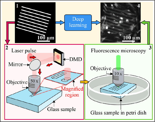 Figure 2 for Modeling adult skeletal stem cell response to laser-machined topographies through deep learning