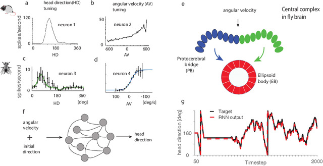 Figure 1 for Emergence of functional and structural properties of the head direction system by optimization of recurrent neural networks