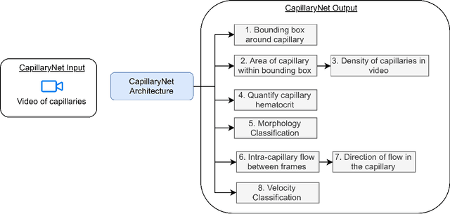 Figure 1 for CapillaryNet: An Automated System to Analyze Microcirculation Videos from Handheld Vital Microscopy