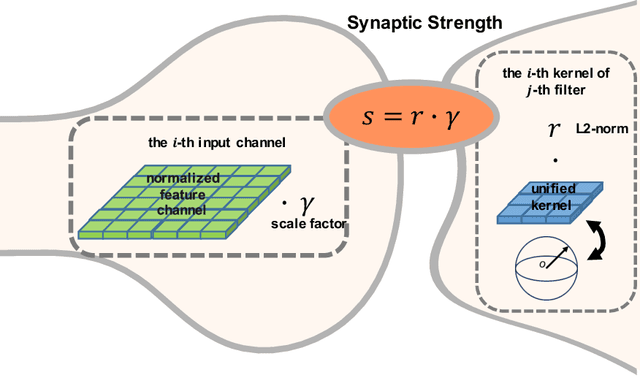 Figure 1 for Synaptic Strength For Convolutional Neural Network