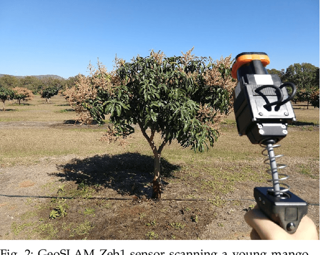 Figure 3 for Graph-based methods for analyzing orchard tree structure using noisy point cloud data