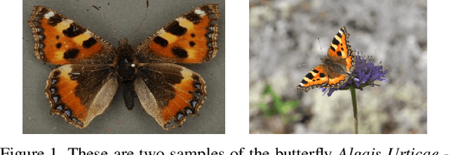 Figure 1 for Domain Adaptation and Active Learning for Fine-Grained Recognition in the Field of Biodiversity