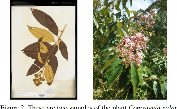 Figure 3 for Domain Adaptation and Active Learning for Fine-Grained Recognition in the Field of Biodiversity