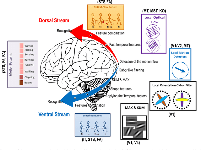 Figure 1 for A Dual Fast and Slow Feature Interaction in Biologically Inspired Visual Recognition of Human Action
