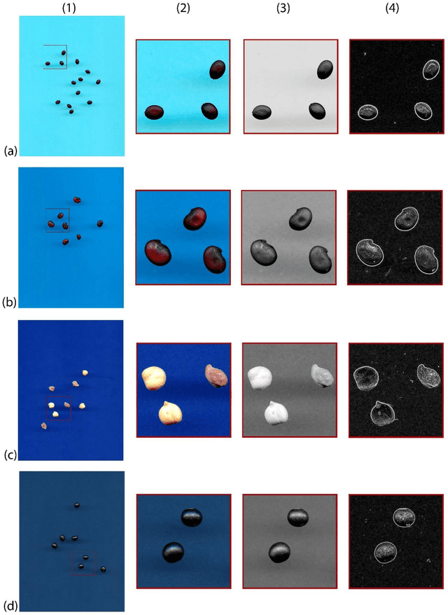 Figure 3 for A new automatic approach to seed image analysis: From acquisition to segmentation