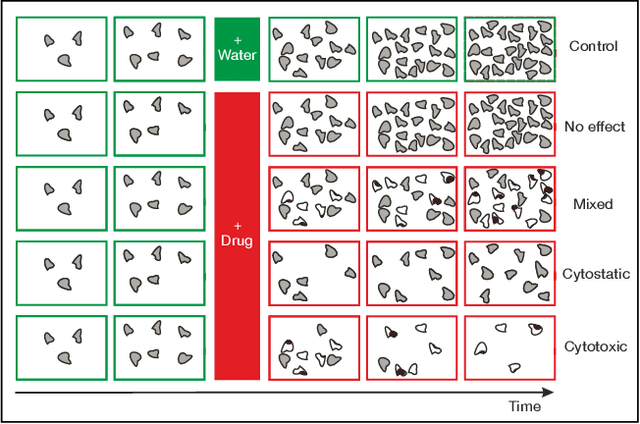 Figure 1 for Self-supervised learning for analysis of temporal and morphological drug effects in cancer cell imaging data