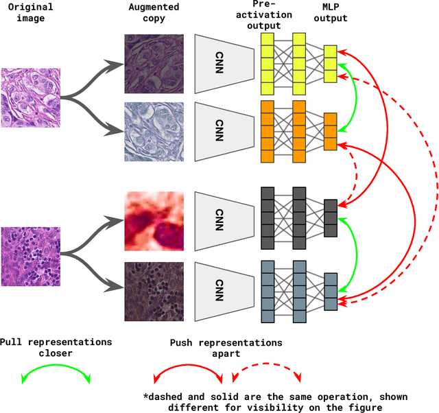 Figure 1 for Self supervised contrastive learning for digital histopathology