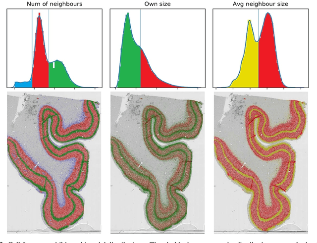 Figure 2 for Computational analysis of laminar structure of the human cortex based on local neuron features