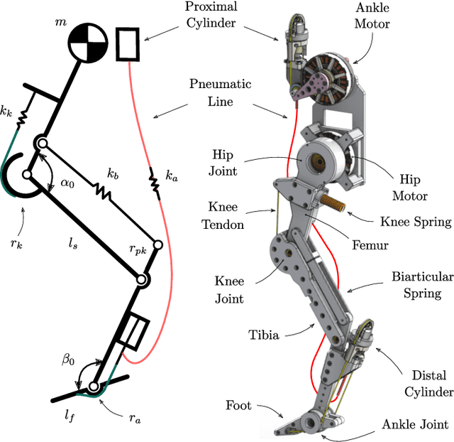 Figure 3 for Diaphragm Ankle Actuation for Efficient Series Elastic Legged Robot Hopping