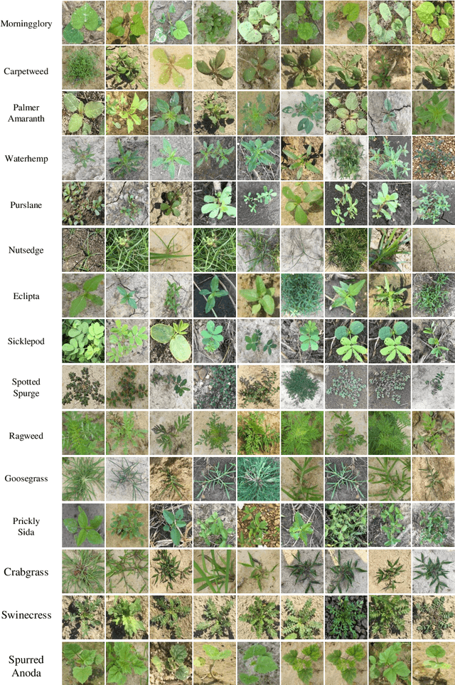 Figure 3 for Performance Evaluation of Deep Transfer Learning on Multiclass Identification of Common Weed Species in Cotton Production Systems