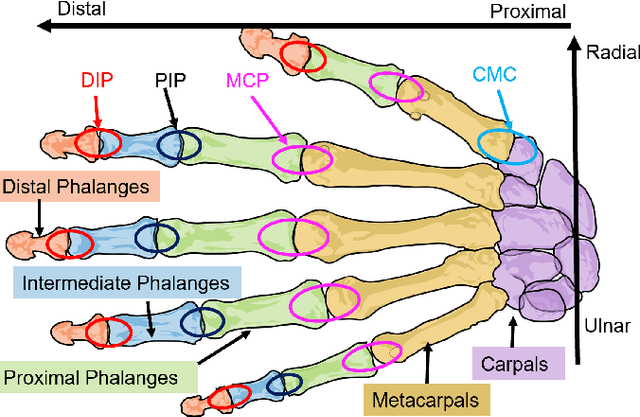 Figure 1 for A Novel Approach to Model the Kinematics of Human Fingers Based on an Elliptic Multi-Joint Configuration