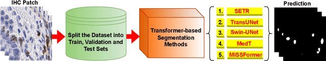 Figure 1 for ICOS Protein Expression Segmentation: Can Transformer Networks Give Better Results?