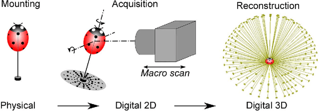 Figure 2 for Capturing natural-colour 3D models of insects for species discovery