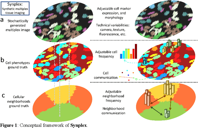Figure 1 for Synplex: A synthetic simulator of highly multiplexed histological images