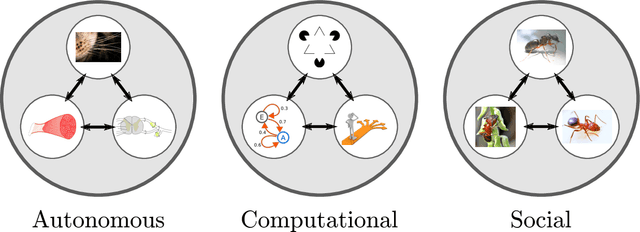 Figure 3 for The Morphospace of Consciousness
