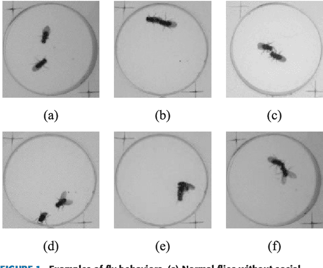 Figure 1 for Social Behavioral Phenotyping of Drosophila with a2D-3D Hybrid CNN Framework