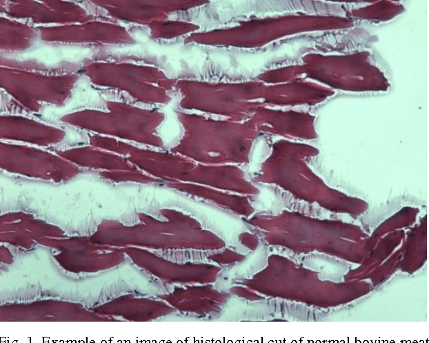 Figure 1 for Meat adulteration detection through digital image analysis of histological cuts using LBP