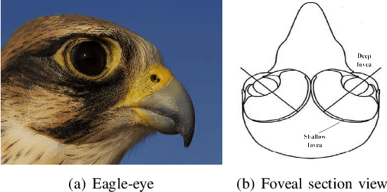 Figure 1 for A Miniature Biological Eagle-Eye Vision System for Small Target Detection