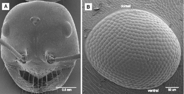 Figure 1 for Autonomous Visual Navigation A Biologically Inspired Approach