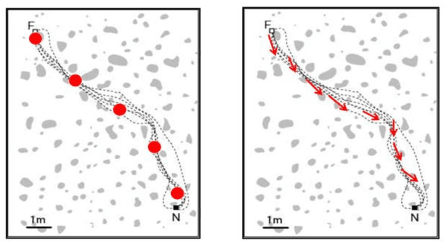 Figure 2 for Autonomous Visual Navigation A Biologically Inspired Approach
