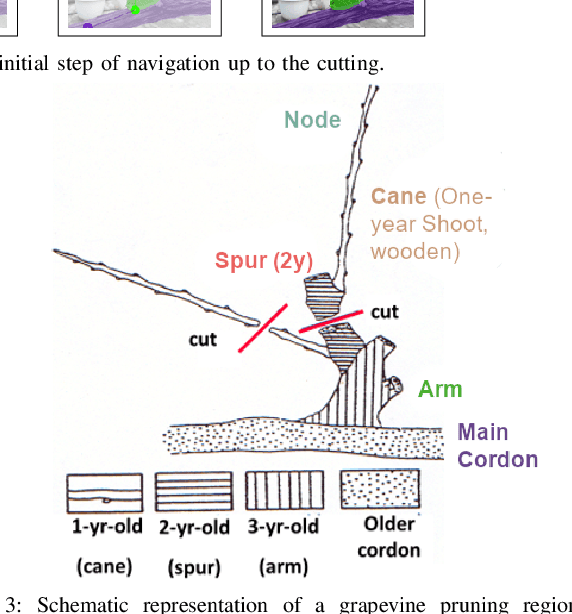 Figure 3 for Towards Precise Pruning Points Detection using Semantic-Instance-Aware Plant Models for Grapevine Winter Pruning Automation