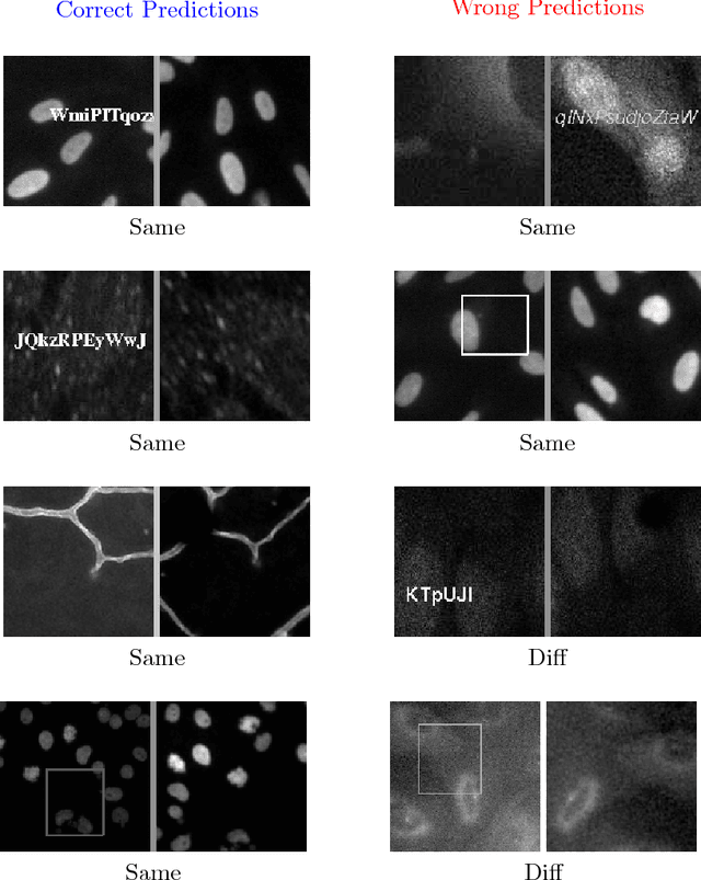Figure 4 for Image Forensics: Detecting duplication of scientific images with manipulation-invariant image similarity