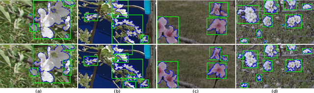 Figure 3 for Self-supervised Learning for Panoptic Segmentation of Multiple Fruit Flower Species