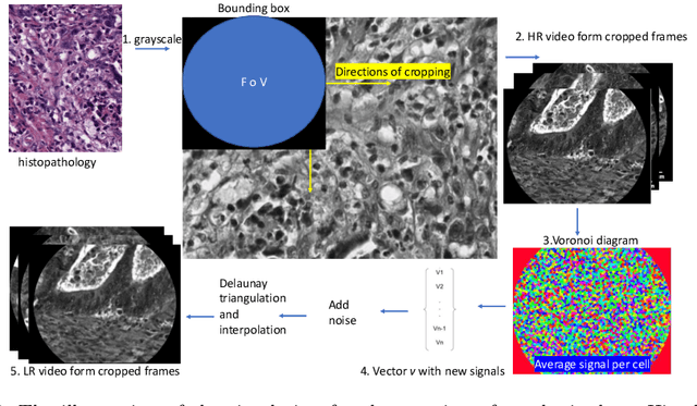 Figure 1 for Learning from Irregularly Sampled Data for Endomicroscopy Super-resolution: A Comparative Study of Sparse and Dense Approaches