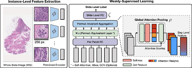 Figure 1 for Self-Supervised Vision Transformers Learn Visual Concepts in Histopathology