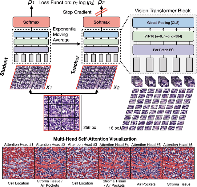 Figure 3 for Self-Supervised Vision Transformers Learn Visual Concepts in Histopathology