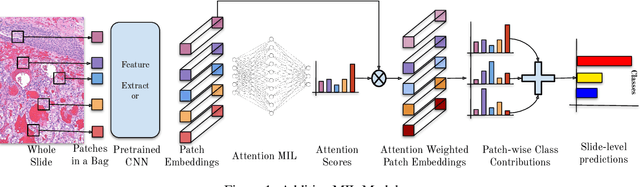 Figure 1 for Additive MIL: Intrinsic Interpretability for Pathology