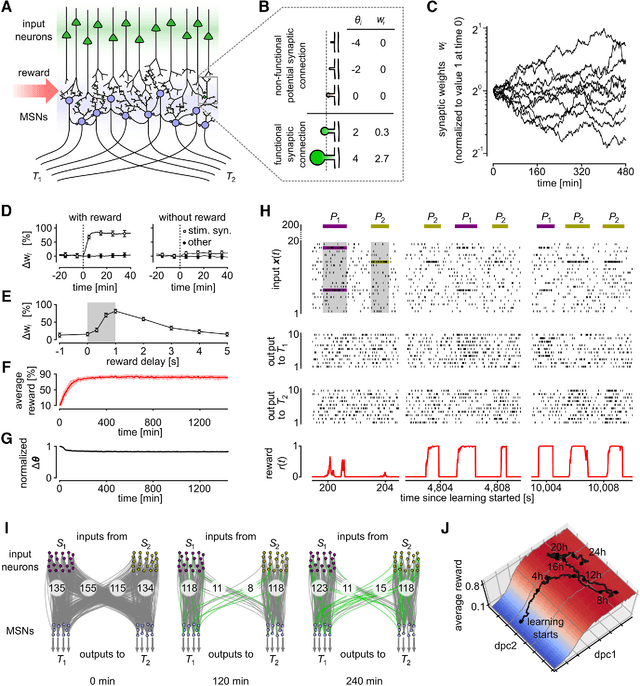 Figure 3 for A dynamic connectome supports the emergence of stable computational function of neural circuits through reward-based learning
