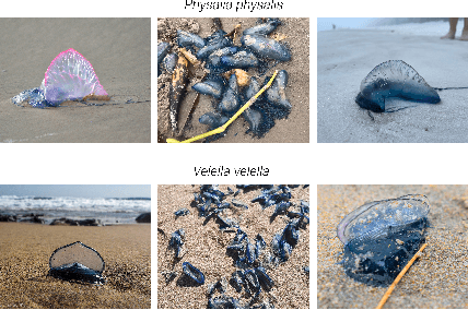 Figure 3 for Portuguese Man-of-War Image Classification with Convolutional Neural Networks
