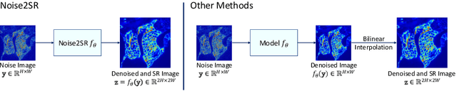 Figure 3 for Noise2SR: Learning to Denoise from Super-Resolved Single Noisy Fluorescence Image