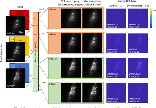 Figure 2 for Recurrent neural network-based volumetric fluorescence microscopy