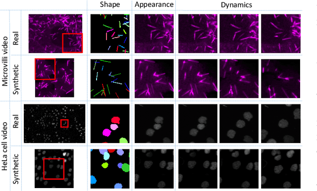 Figure 2 for Towards Annotation-free Instance Segmentation and Tracking with Adversarial Simulations