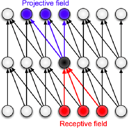 Figure 1 for What are the Receptive, Effective Receptive, and Projective Fields of Neurons in Convolutional Neural Networks?