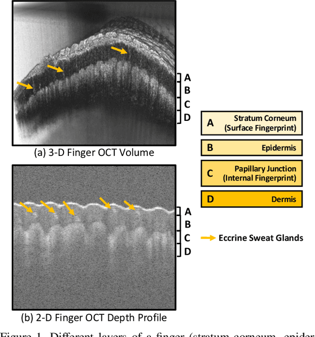 Figure 1 for OCT Fingerprints: Resilience to Presentation Attacks