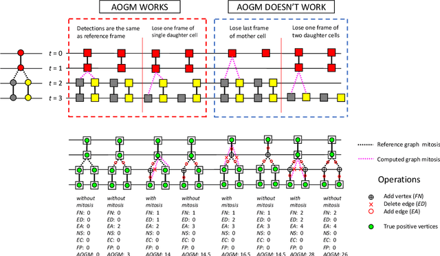 Figure 1 for Limitation of Acyclic Oriented Graphs Matching as Cell Tracking Accuracy Measure when Evaluating Mitosis
