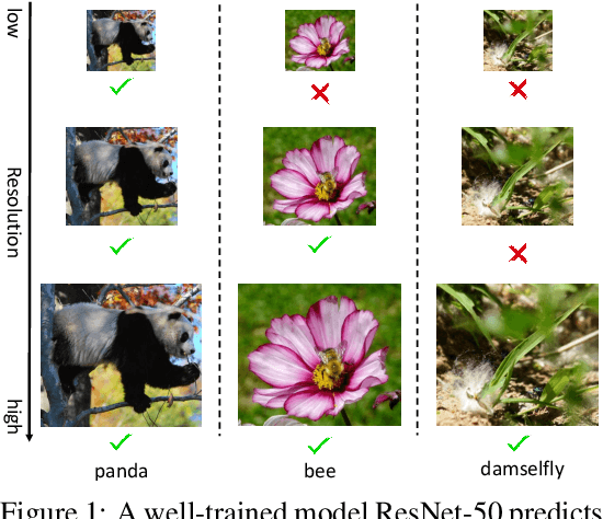 Figure 1 for Dynamic Resolution Network