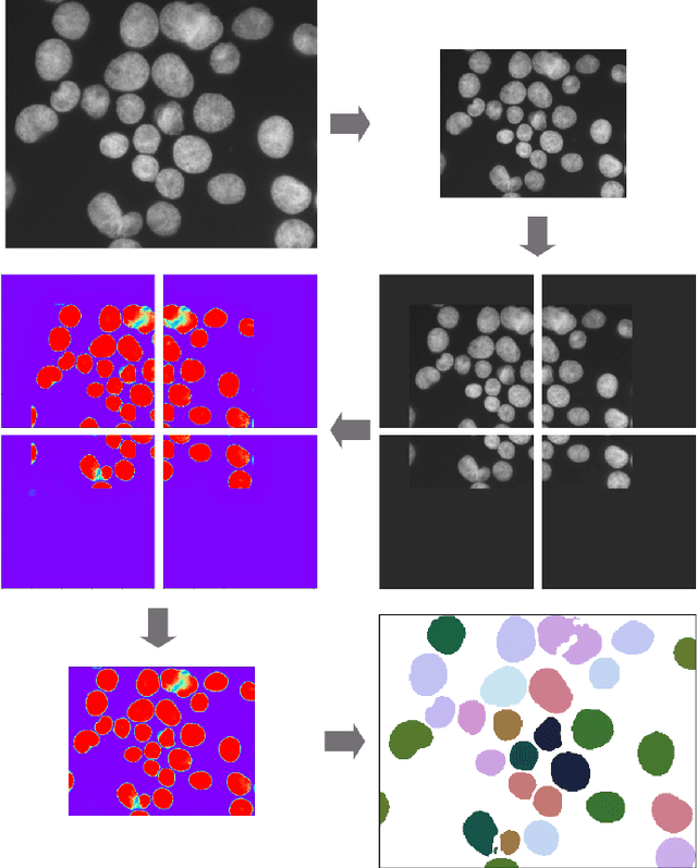 Figure 3 for Deep Learning architectures for generalized immunofluorescence based nuclear image segmentation