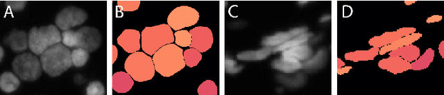 Figure 1 for Deep Learning architectures for generalized immunofluorescence based nuclear image segmentation