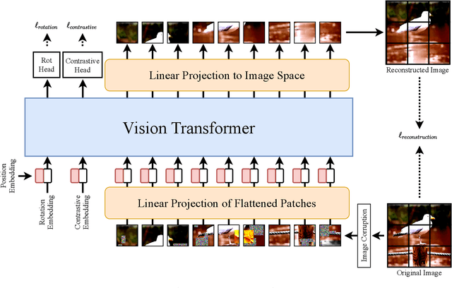 Figure 1 for SiT: Self-supervised vIsion Transformer