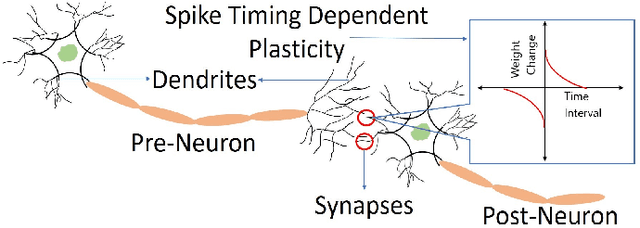 Figure 1 for Intrinsic Spike Timing Dependent Plasticity in Stochastic Magnetic Tunnel Junctions Mediated by Heat Dynamics
