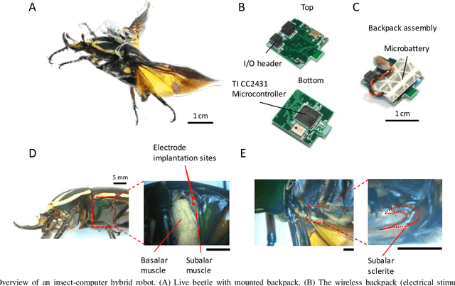 Figure 1 for Braking and Body Angles Control of an Insect-Computer Hybrid Robot by Electrical Stimulation of Beetle Flight Muscle in Free Flight