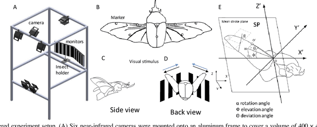 Figure 2 for Braking and Body Angles Control of an Insect-Computer Hybrid Robot by Electrical Stimulation of Beetle Flight Muscle in Free Flight