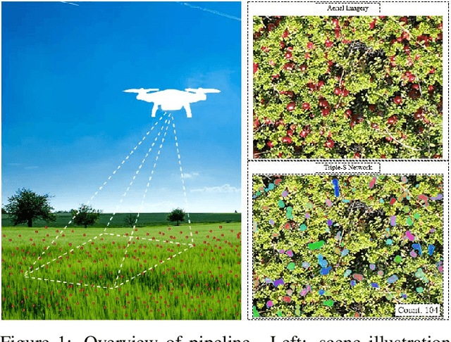 Figure 1 for Finding Berries: Segmentation and Counting of Cranberries using Point Supervision and Shape Priors